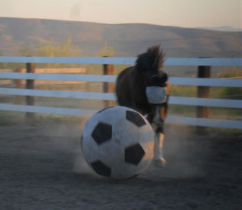 Socks Mitchell, soccer playing horse